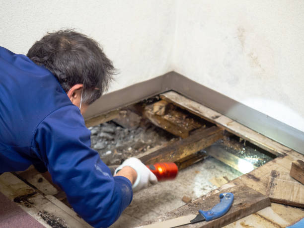 Best Attic Mold Remediation in USA